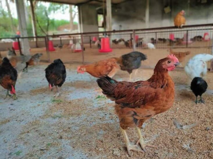 The spacious sanctuary building ensures that the chickens will never feel cramped or crowded.