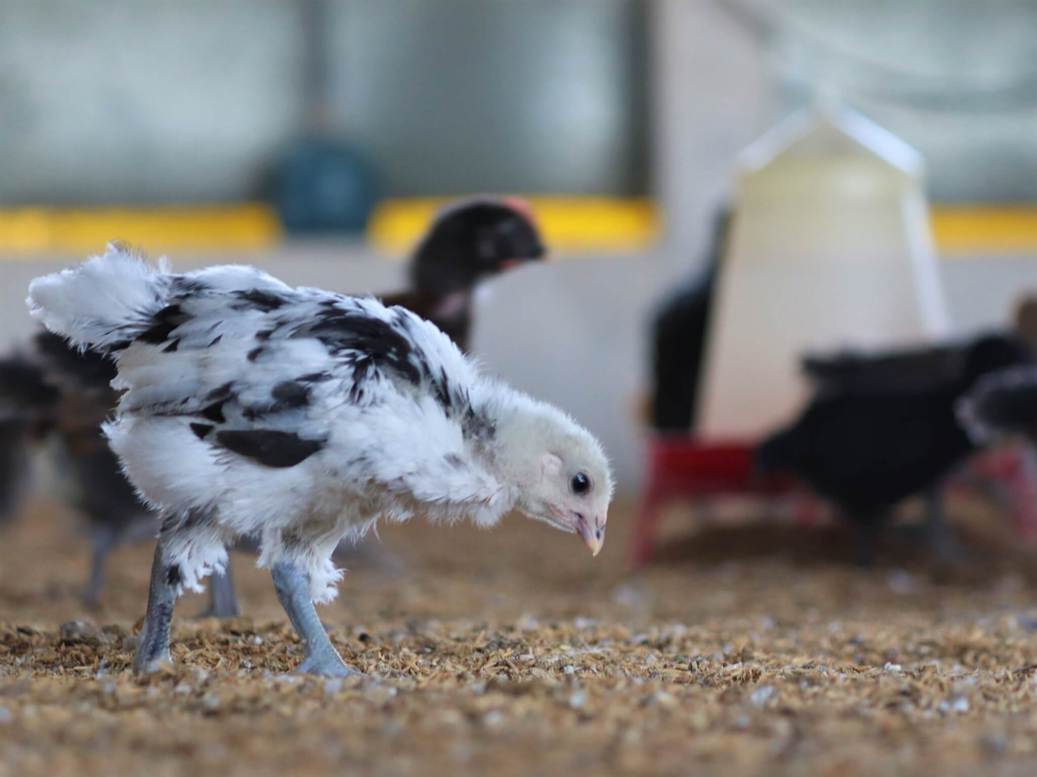 A rescued hen searches the ground for stray pieces of food.