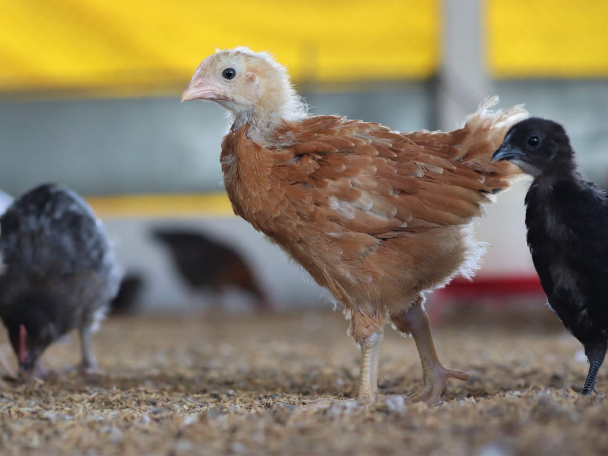 Chickens strut through the sanctuary building.