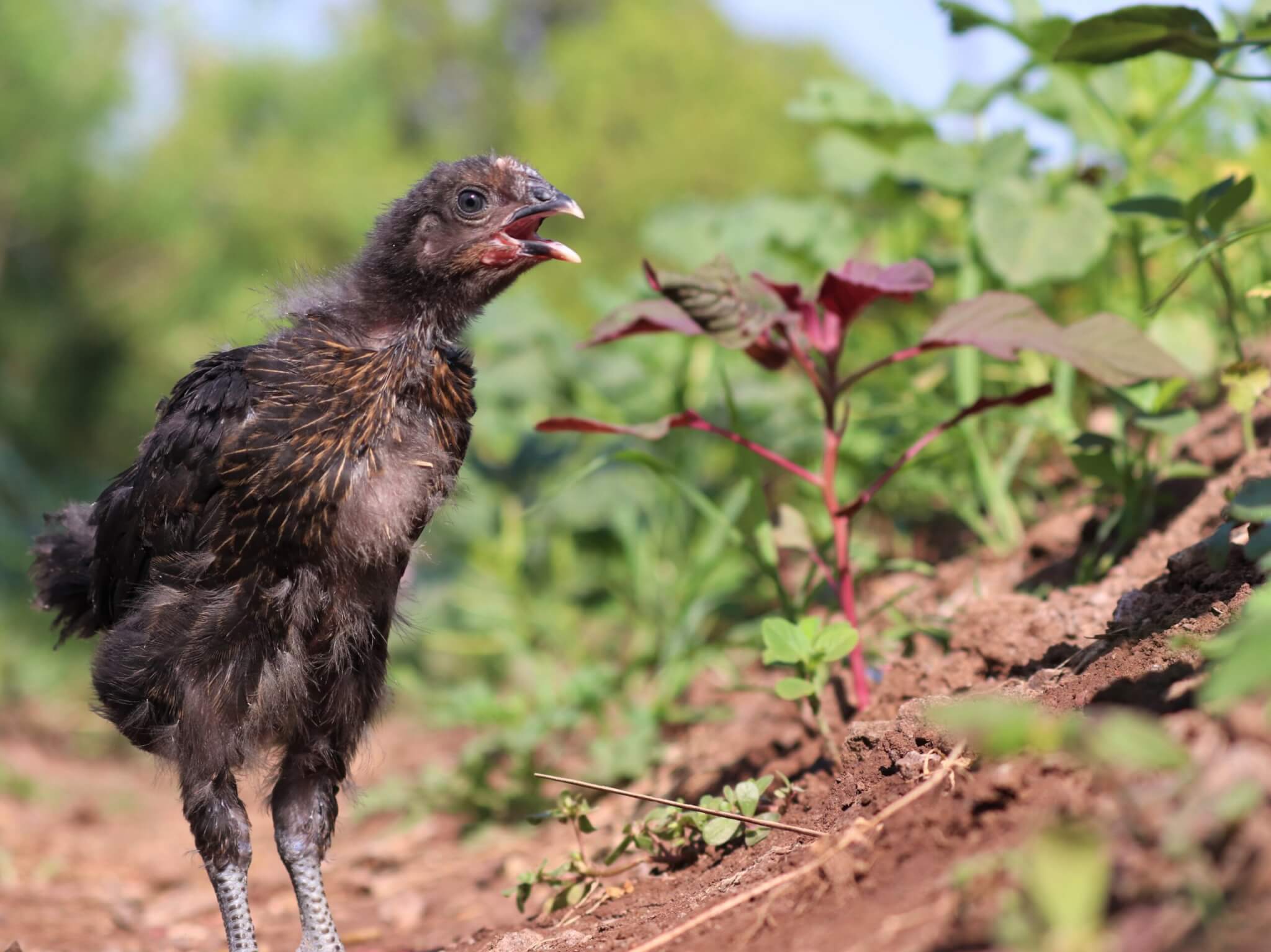 A rescued chicken calls out, perhaps in excitement about being outdoors.