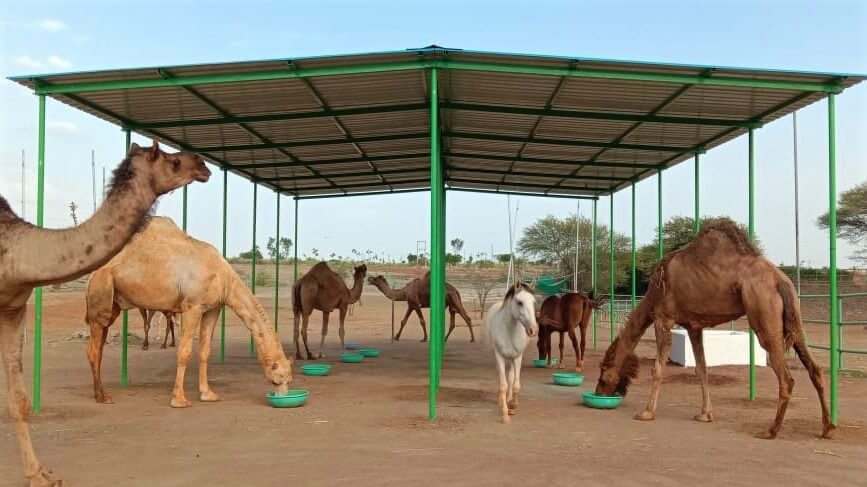 A Shady Spot for Camels and a Behind the Scenes Look at the Sanctuary Animal Rahat