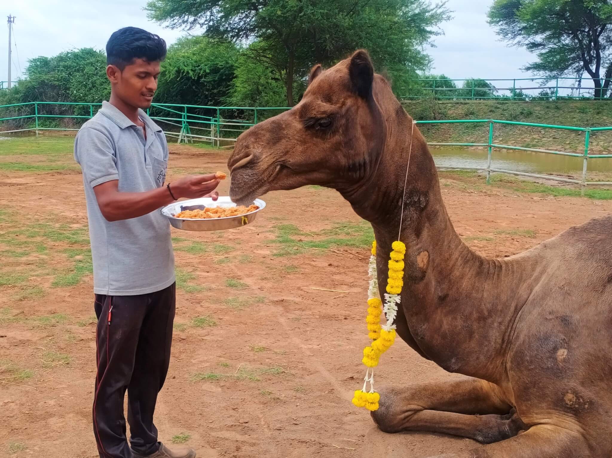 Afzal, a rescued camel, "smiles" as his caregiver offers him another bite of jaggery.