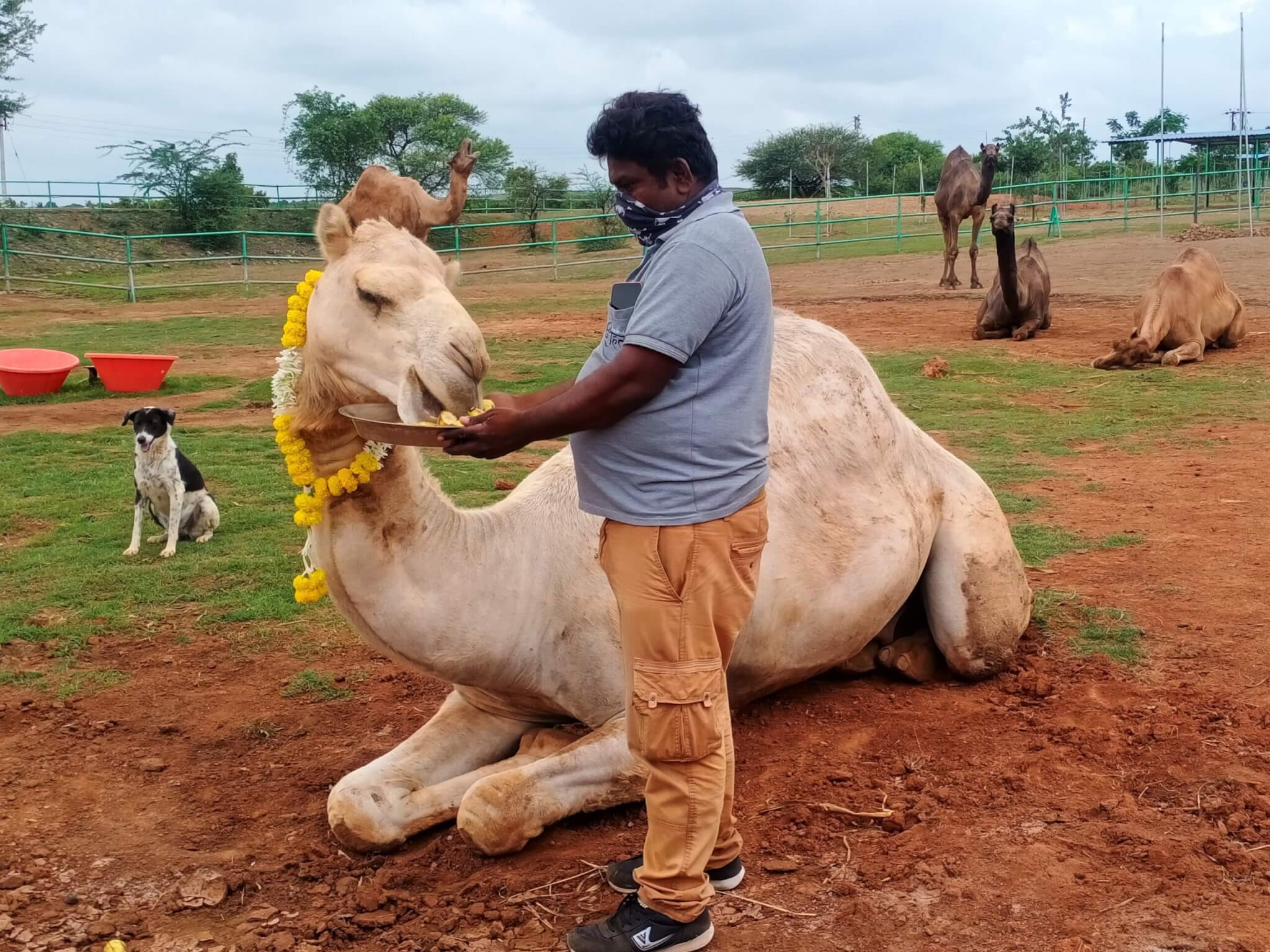 Rescued camel Bhuriya snacks on fresh cut bananas offered by a sanctuary caregiver.