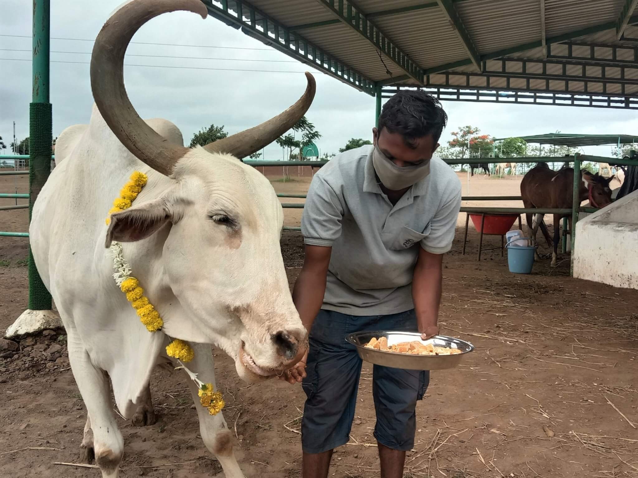 This retired bullock savors the jaggery that his caregiver is feeding him.