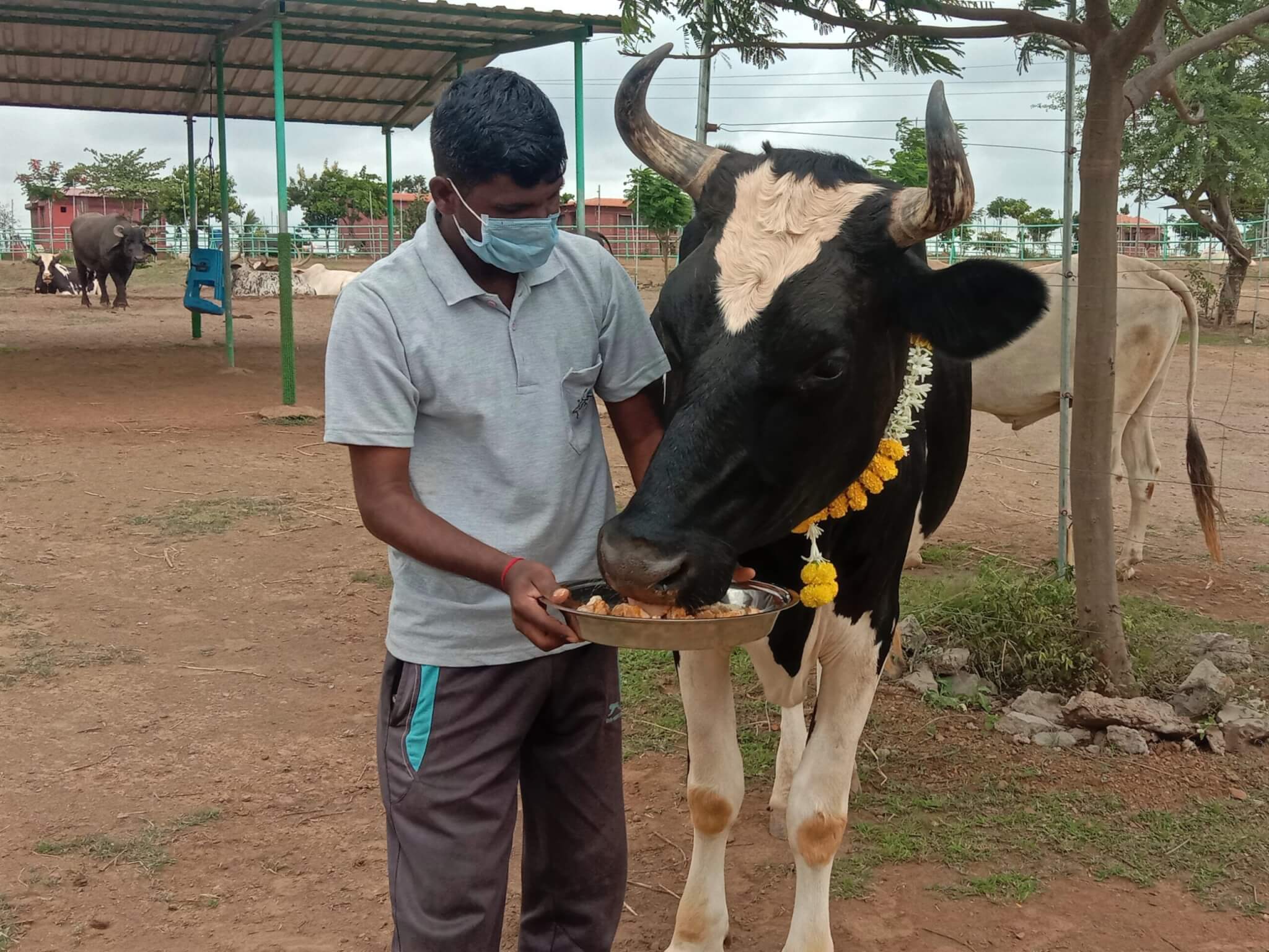 Rescued bullock Lakhan eats from a dish of treats held by an Animal Rahat sanctuary staff member.