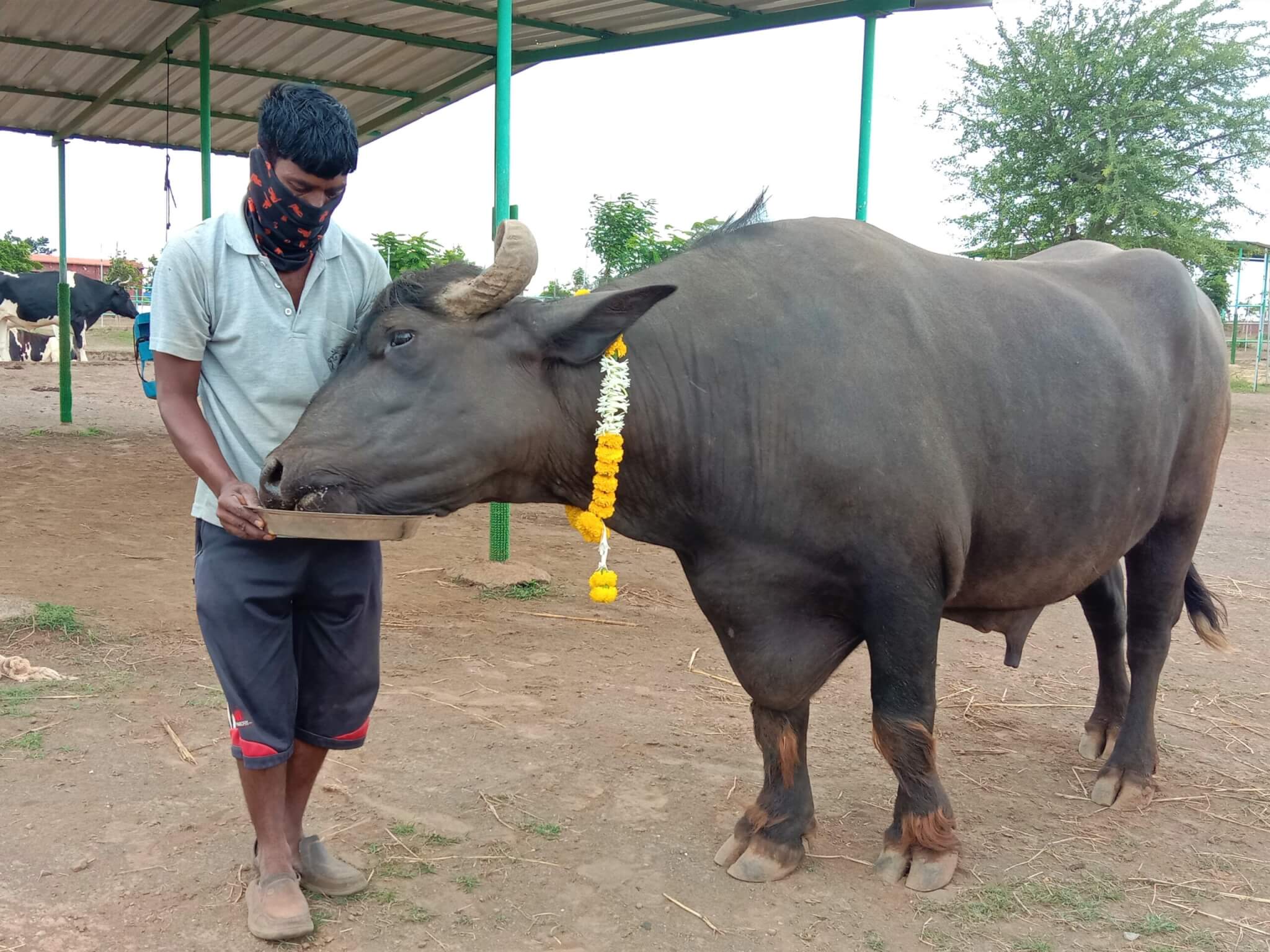 Lalu, a rescued buffalo, gobbles up the festive treats that a sanctuary worker offers him on a large dish.