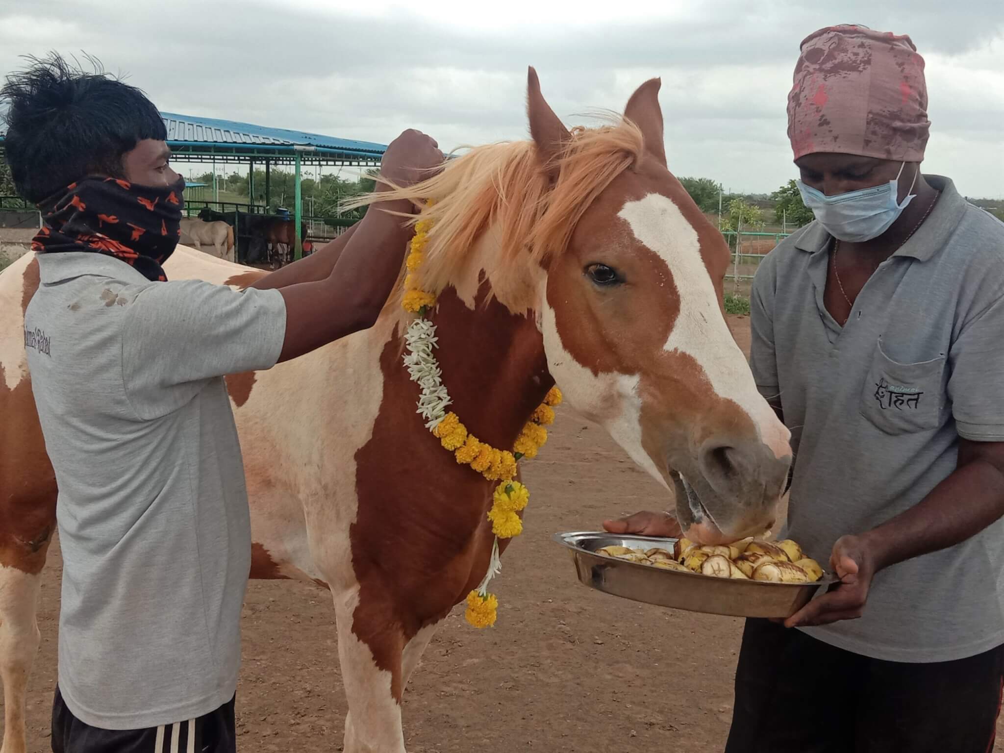 Rescued horse Pratap nibbles at a plate of cut bananas held by one sanctuary caregiver while another staffer adjusts his flower garland.