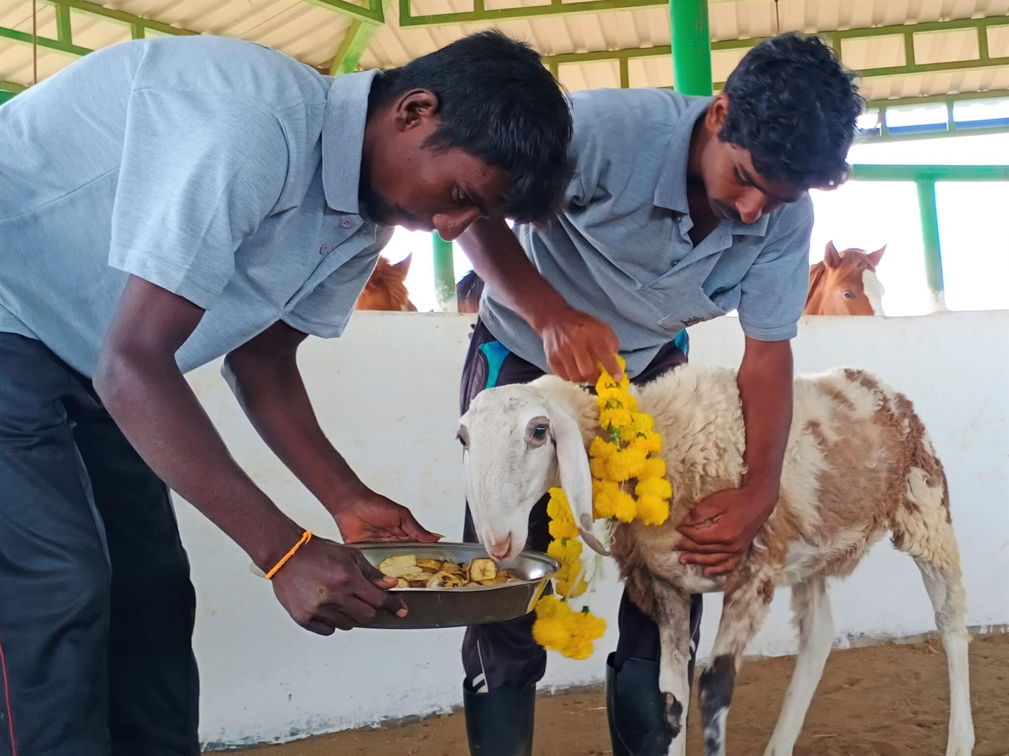 This rescued sheep enjoys the fresh fruit that's part of her first-ever Bendur celebration.