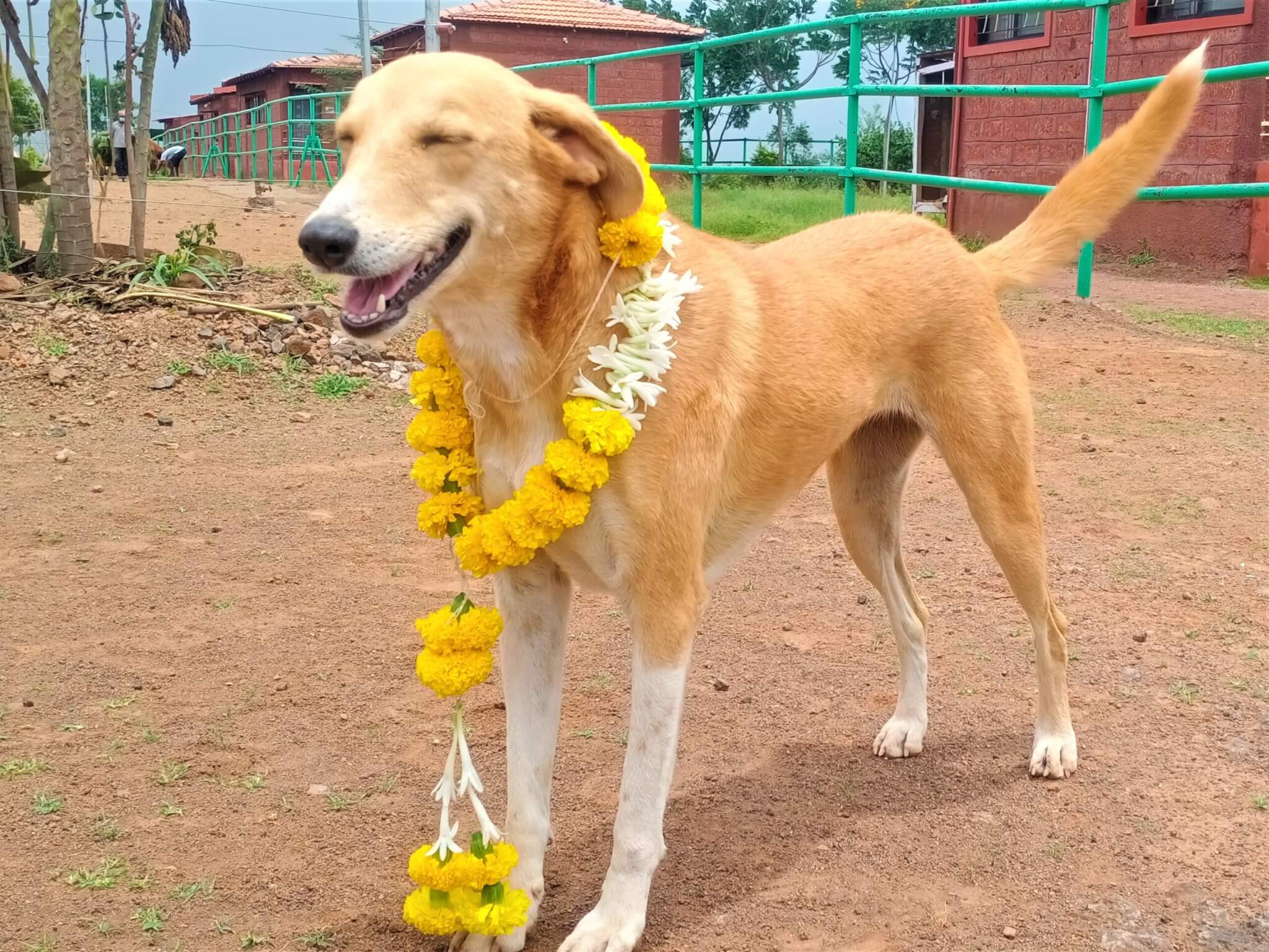 Rescued dog Rossy grins in her festive marigold garland.