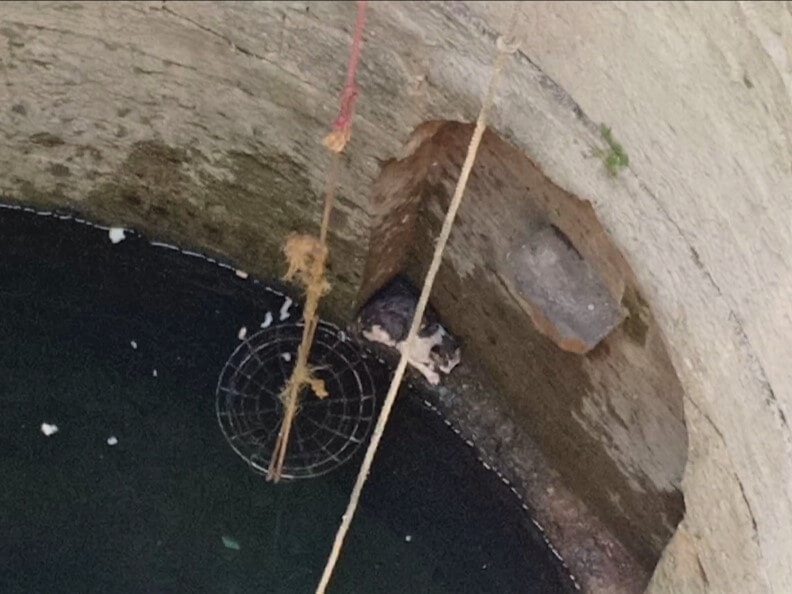 A cat crouches on a ledge in a 90-foot-deep well.