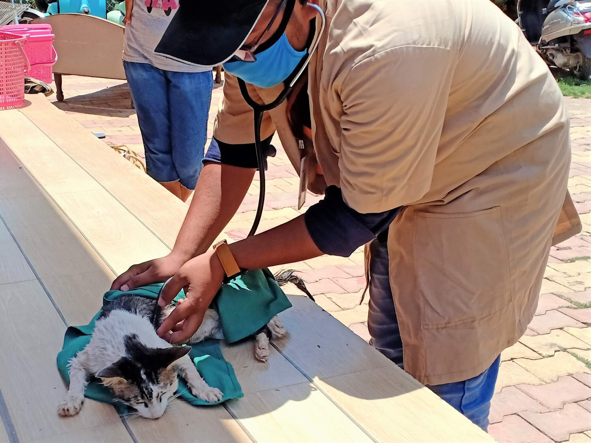 An Animal Rahat veterinarian thoroughly examines the cat to ensure that she didn't sustain any injuries from the fall.