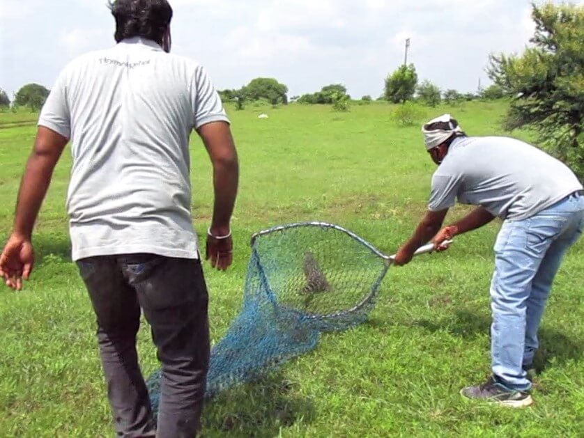 Animal Rahat team members open the rescue net, releasing the civet cat back into nature.