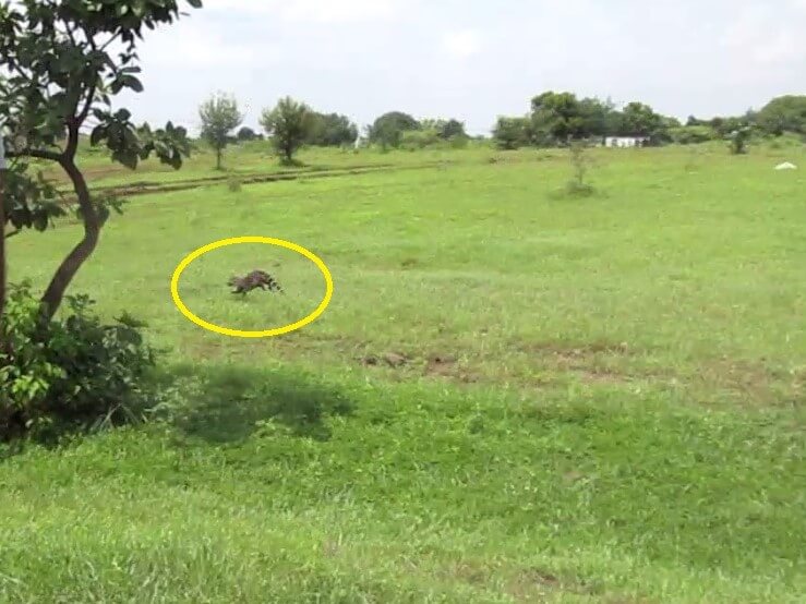 The civet cat sprints across the grass, heading for some nearby bushes.