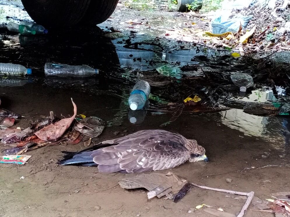 The mysteriously injured raptor lies face-down in a puddle under a bus, surrounded by litter.