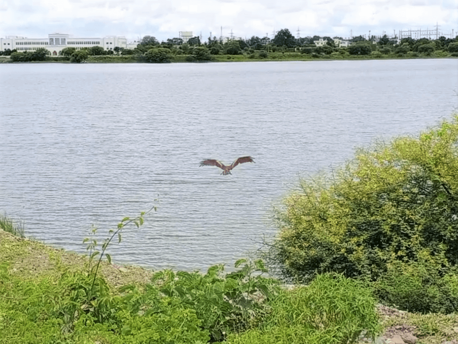 The Indian kite soars over water after making a full recovery and being released into a safe, open area.