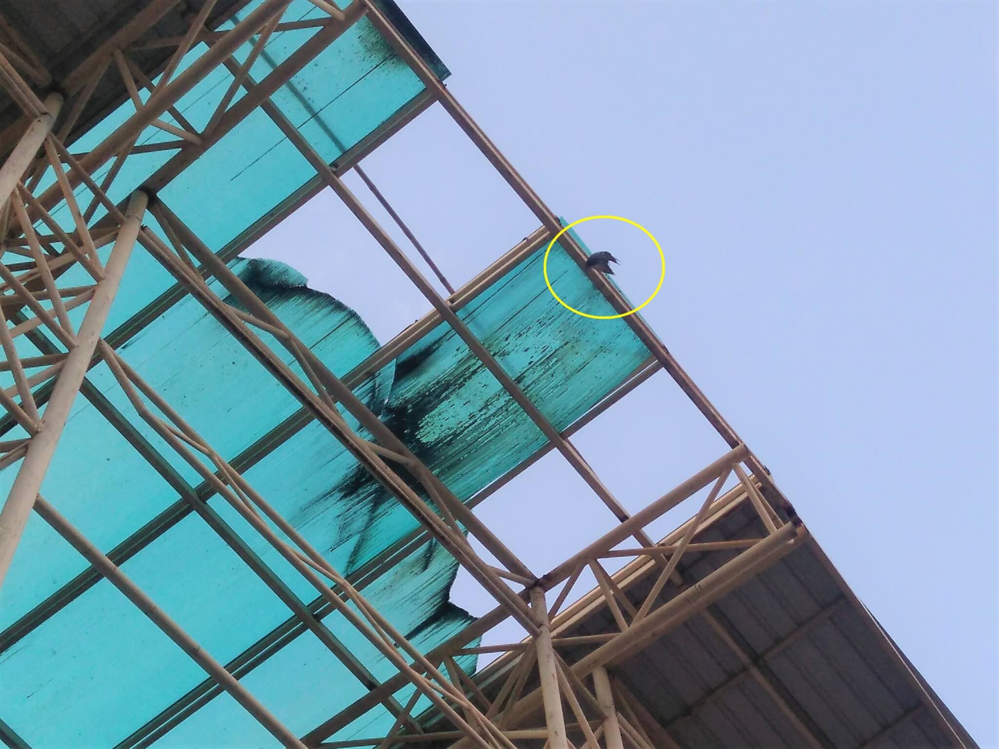 This vulnerable pigeon dangles from one wing, tangled in kite string on a tower 100 feet high.