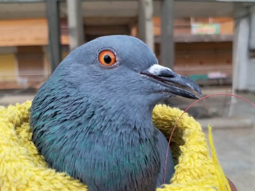 This pigeon can't help but look relieved, as he's no longer perilously dangling by one wing from a 100-foot tower.