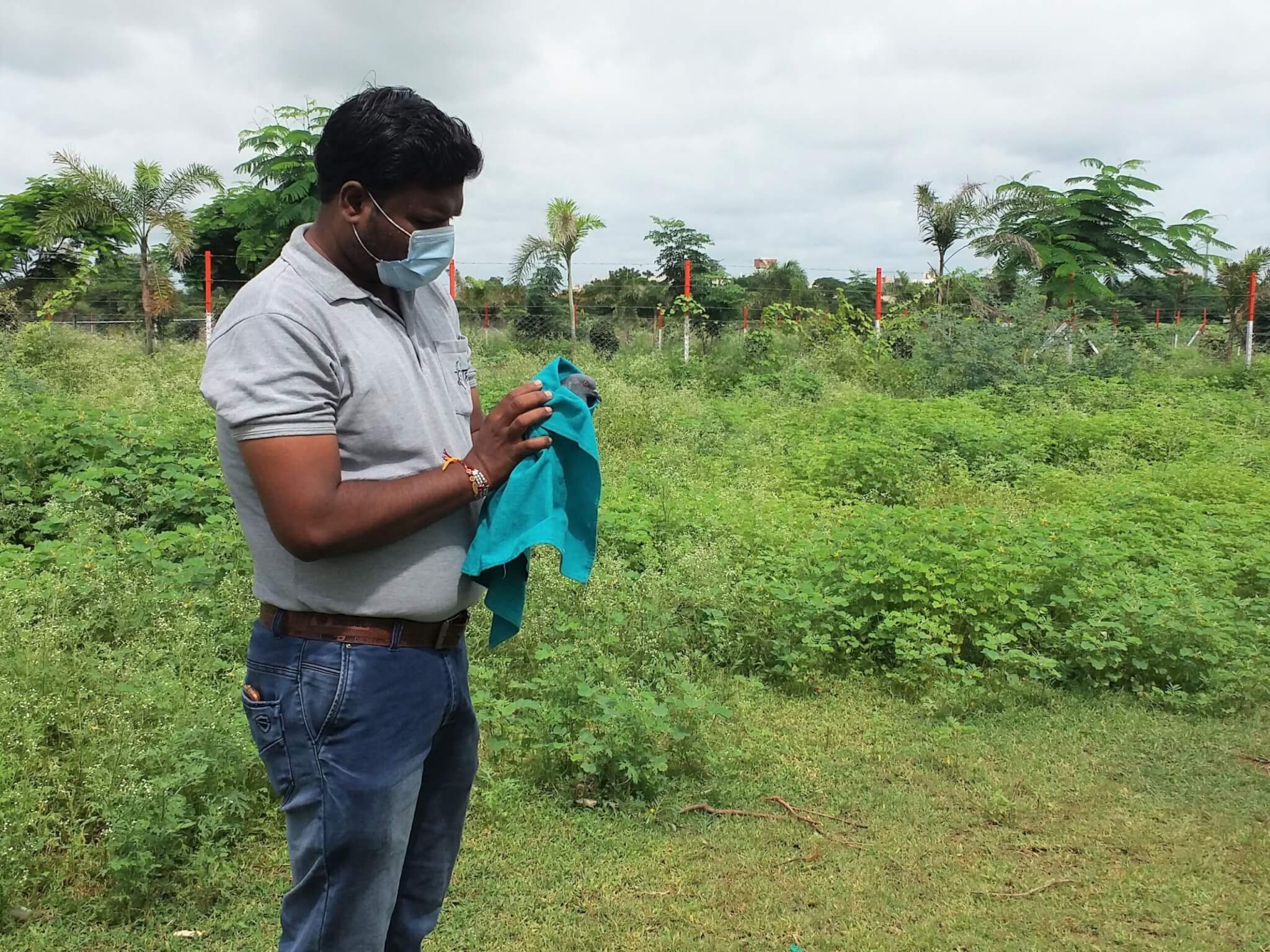 After being carried down by a brave member of the fire department, the bird is safe in the hands of an Animal Rahat staffer.