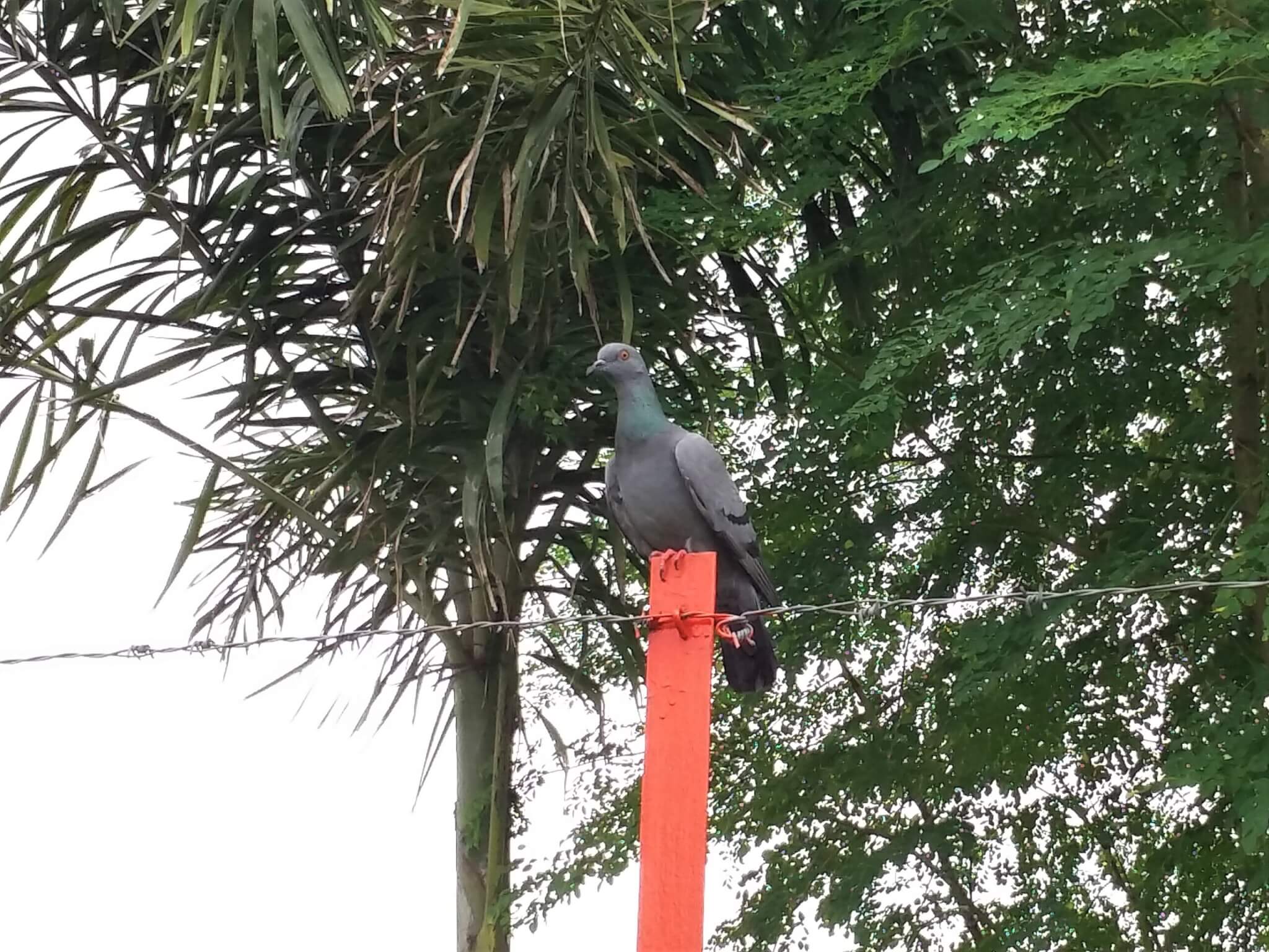 After four days of treatment and recovery, the pigeon perches near his rescuers before taking flight, no doubt grateful to be healed and free again.