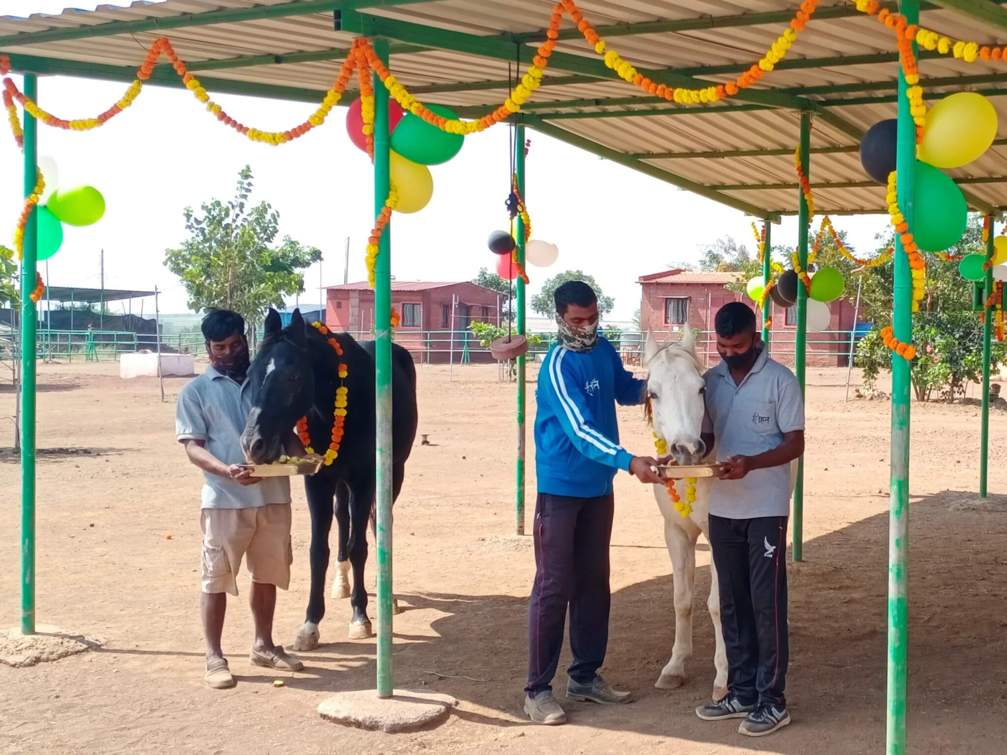 Sanctuary staff hand-feed rescued horses under a shelter decorated with balloons and marigold garlands.]