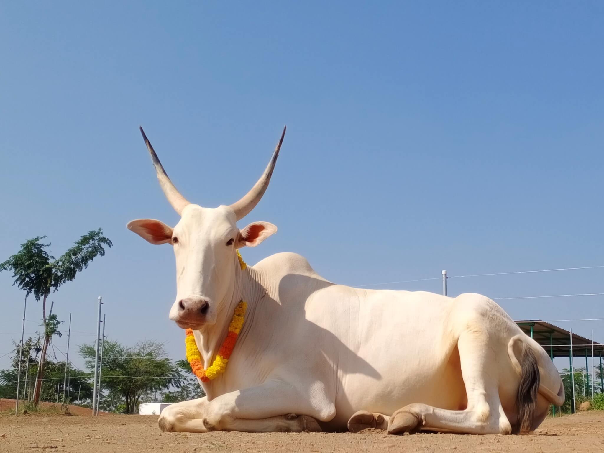 Hiren, a rescued bullock, looks handsome and festive in his flower garland.