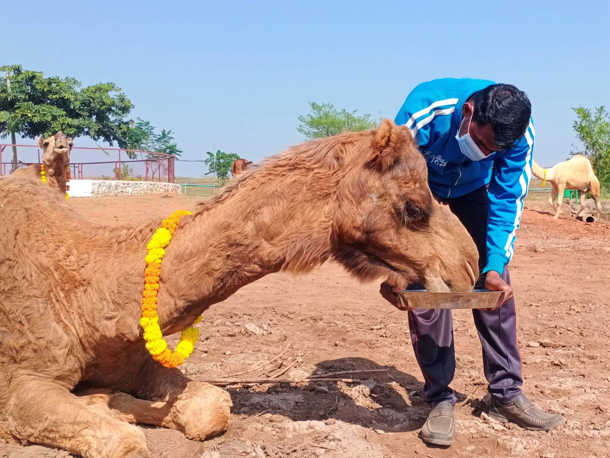 Rescued camel Tracy eagerly munches on the plate of treats that a sanctuary staffer offers her.