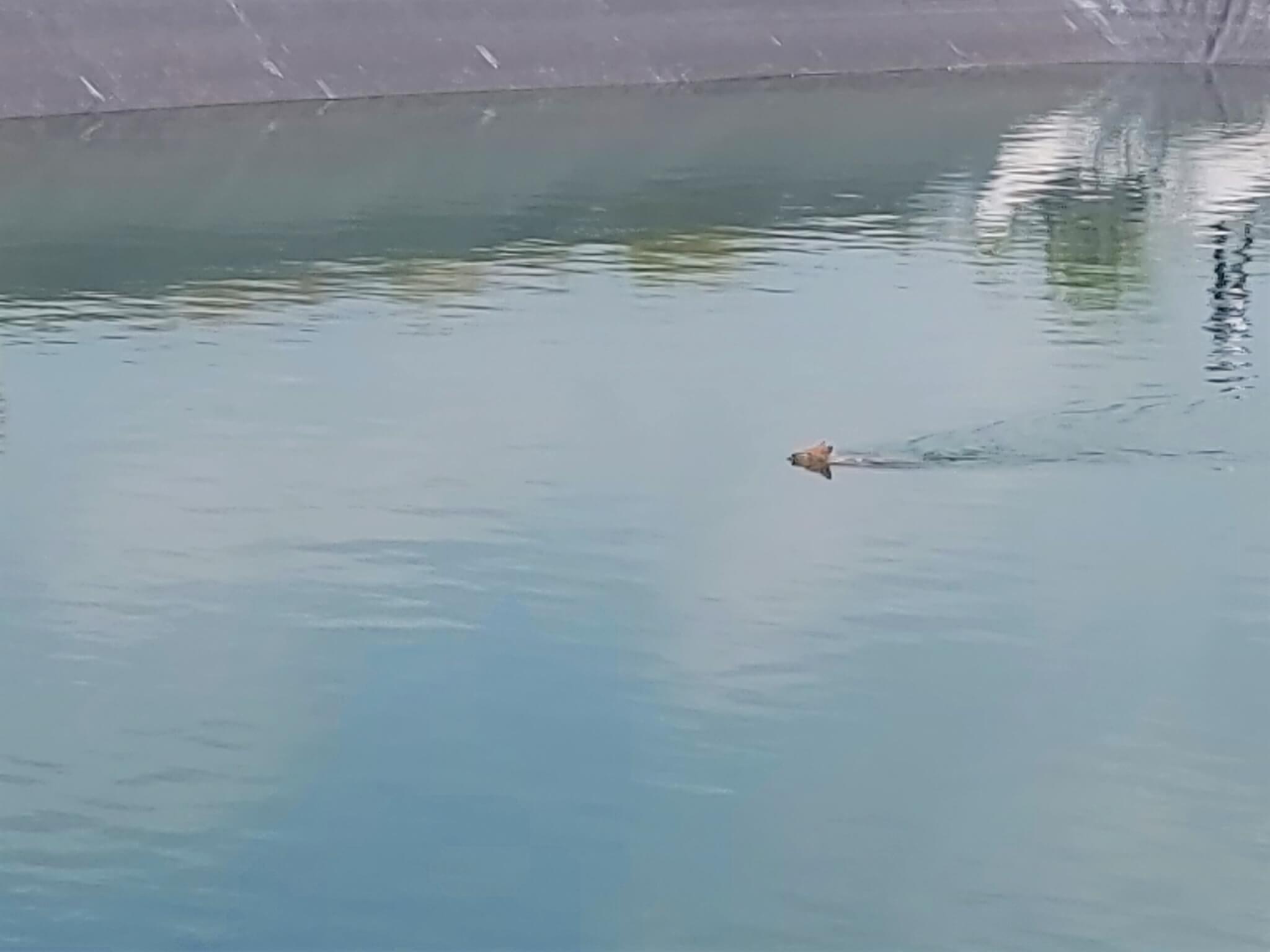 This jackal spent 24 hours trapped in a massive reservoir, swimming for his life.