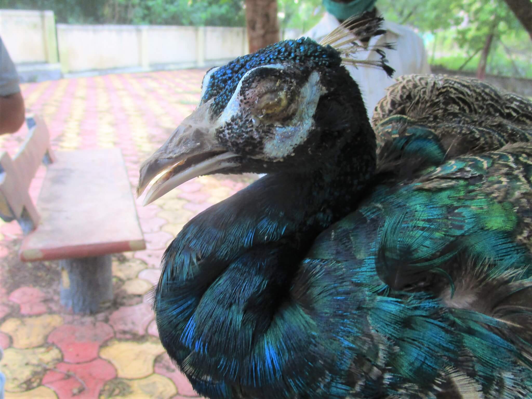 This peacock’s respiratory infection was so severe that her eyes were caked shut and it was difficult for her to breathe.