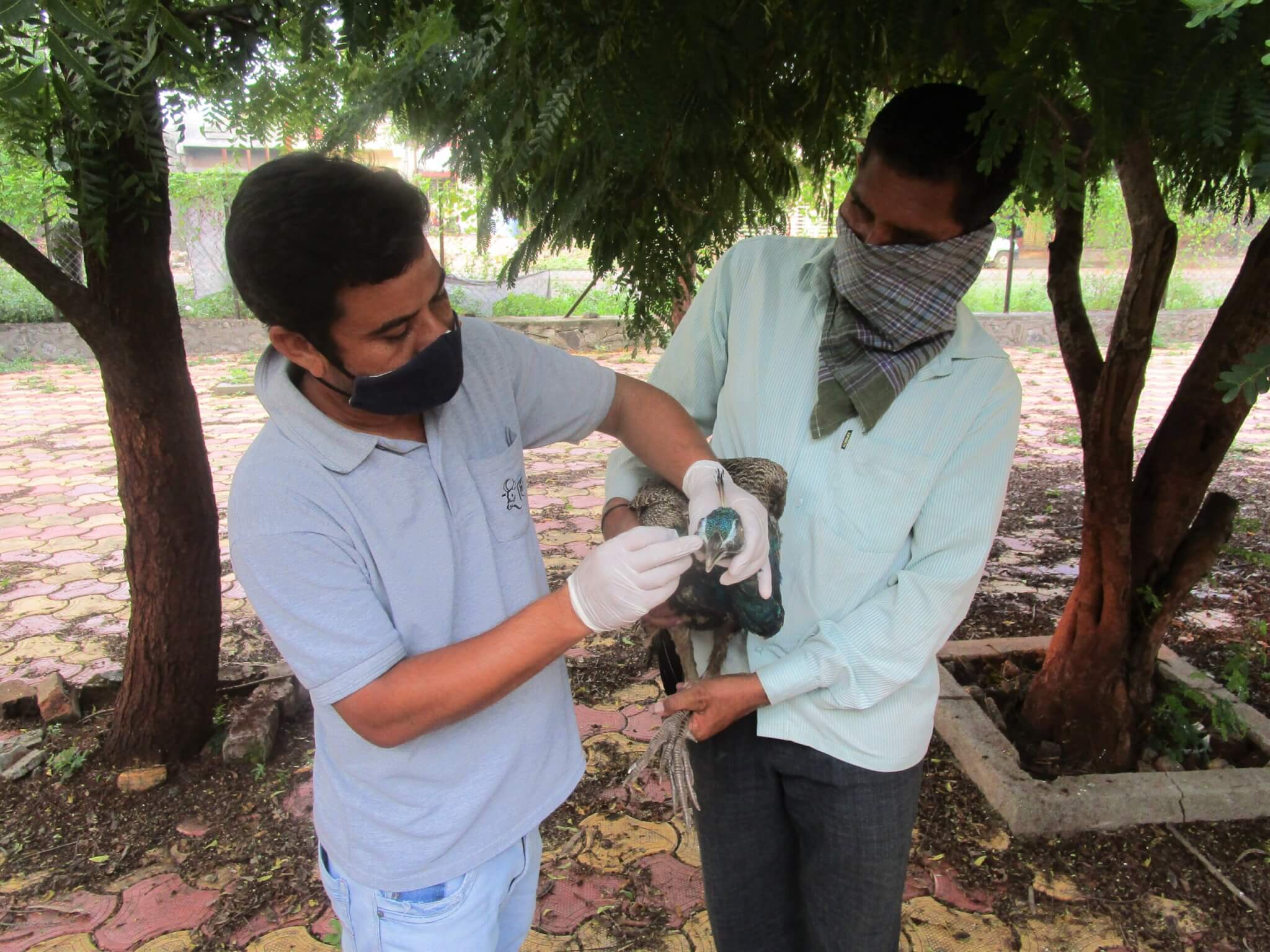 Animal Rahat staff clean and treat this peacock’s infected eyes.