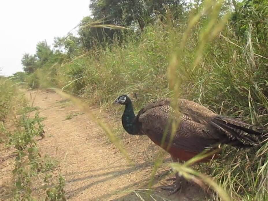 Once she fully recovered, the peacock was released back into the forest near where she had been found.