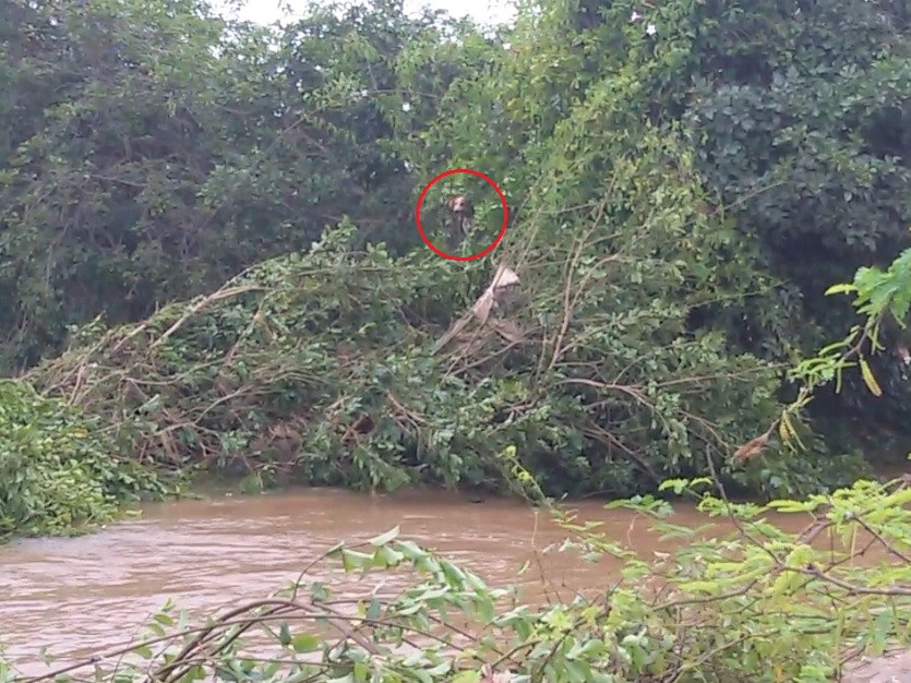 This desperate dog escaped the rising water, only to become trapped in a tree.