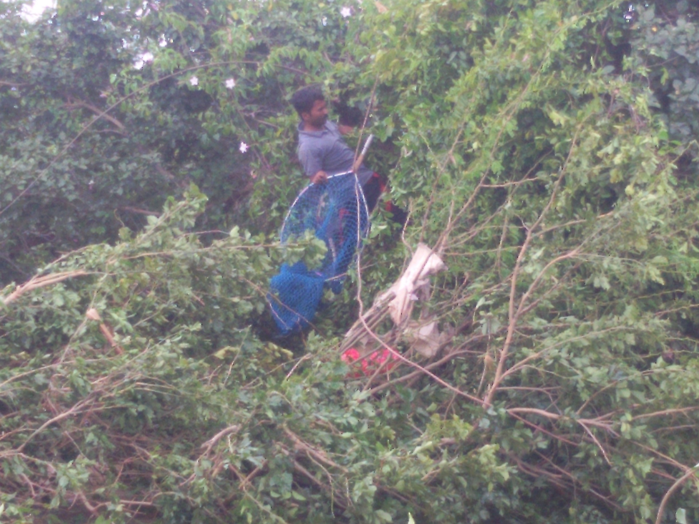 An Animal Rahat staff member prepares to scoop the relieved dog into a net.