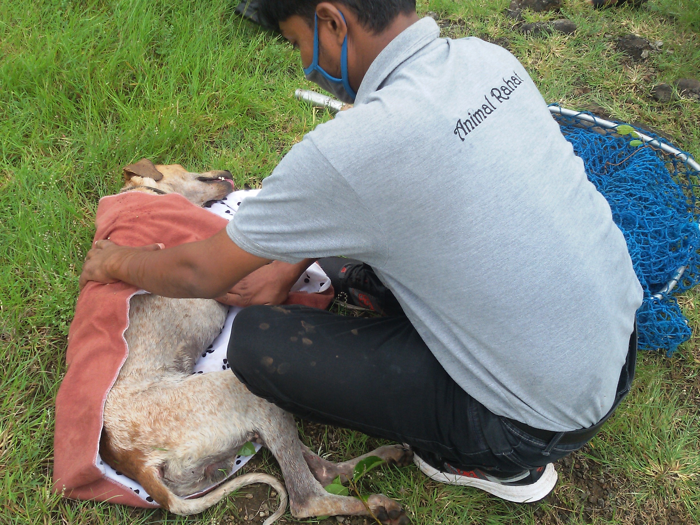 A member of the rescue team dries off the sedated, exhausted, wet dog.