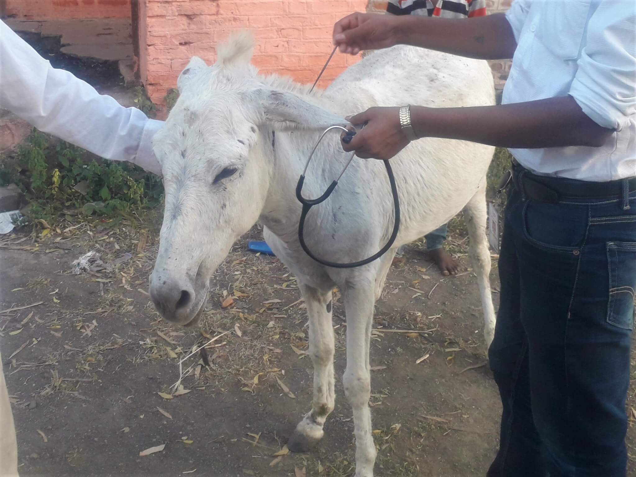 An Animal Rahat veterinarian carefully removes the iron needle from the donkey’s ear.