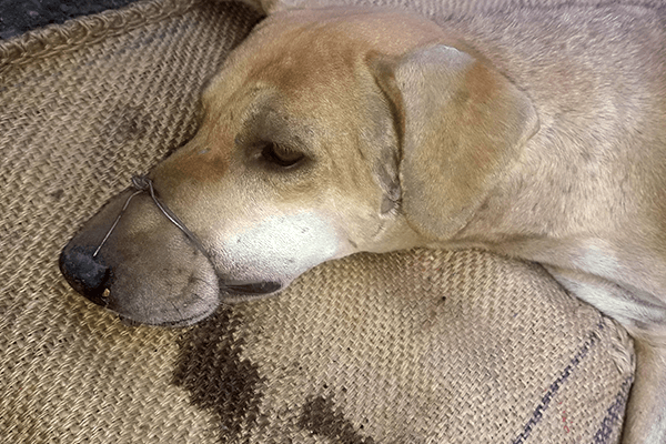 The dog is sedated before the wire is removed from her mouth.