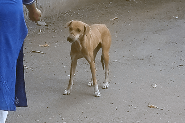 A steel wire is tied tightly around a dog’s mouth