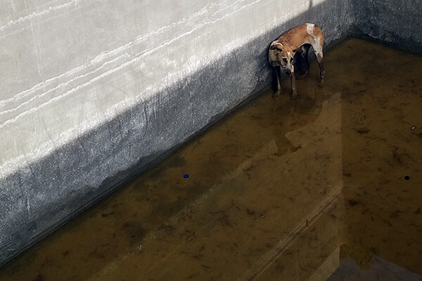 Brinda was stuck at the bottom of this water tank with no way to free herself.