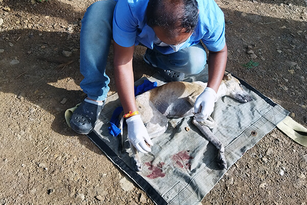 Team members tend to Brinda’s injured paws.