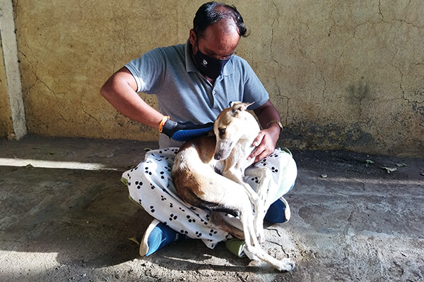 Brinda enjoys being groomed by an Animal Rahat rescue worker.