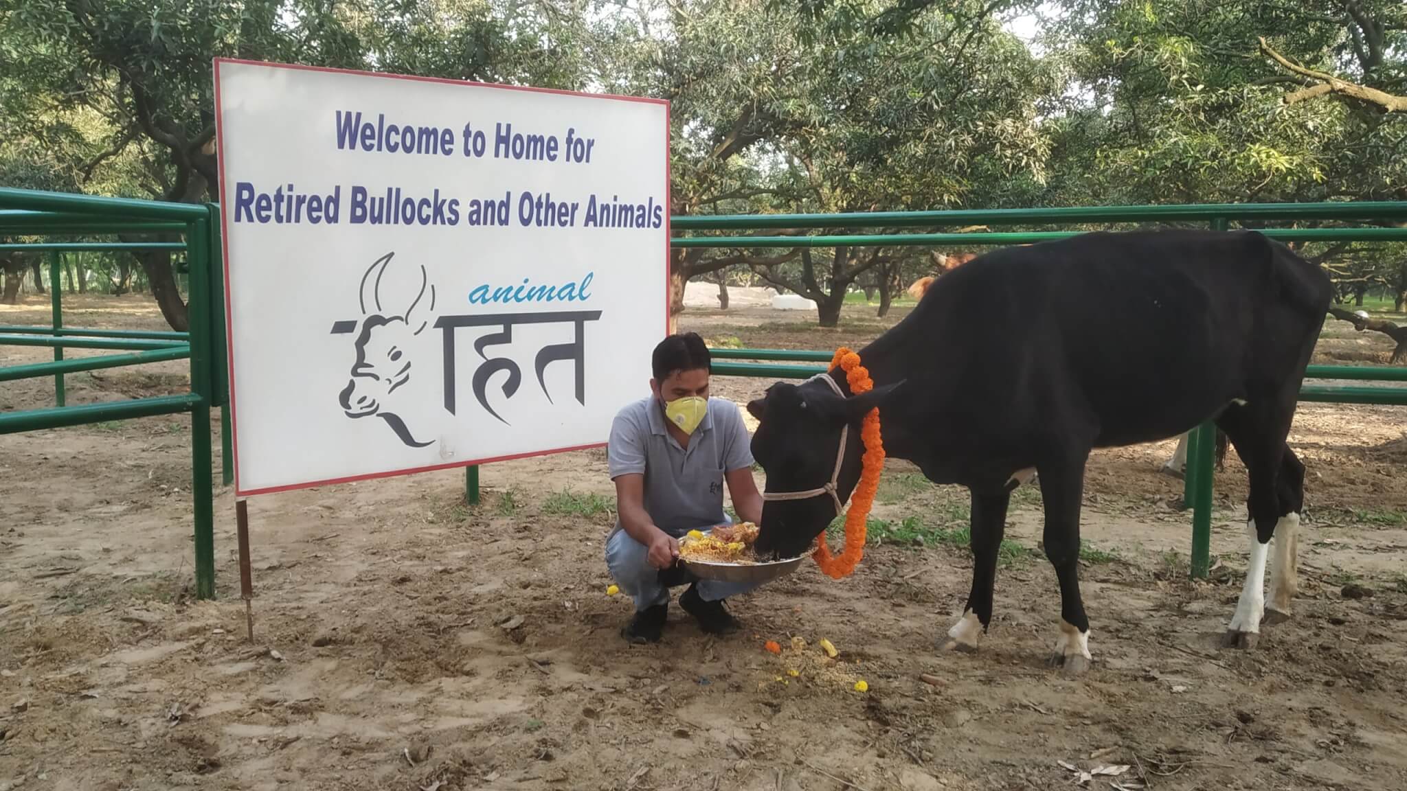 Laxmi is welcomed to Animal Rahat’s sanctuary outside Delhi.