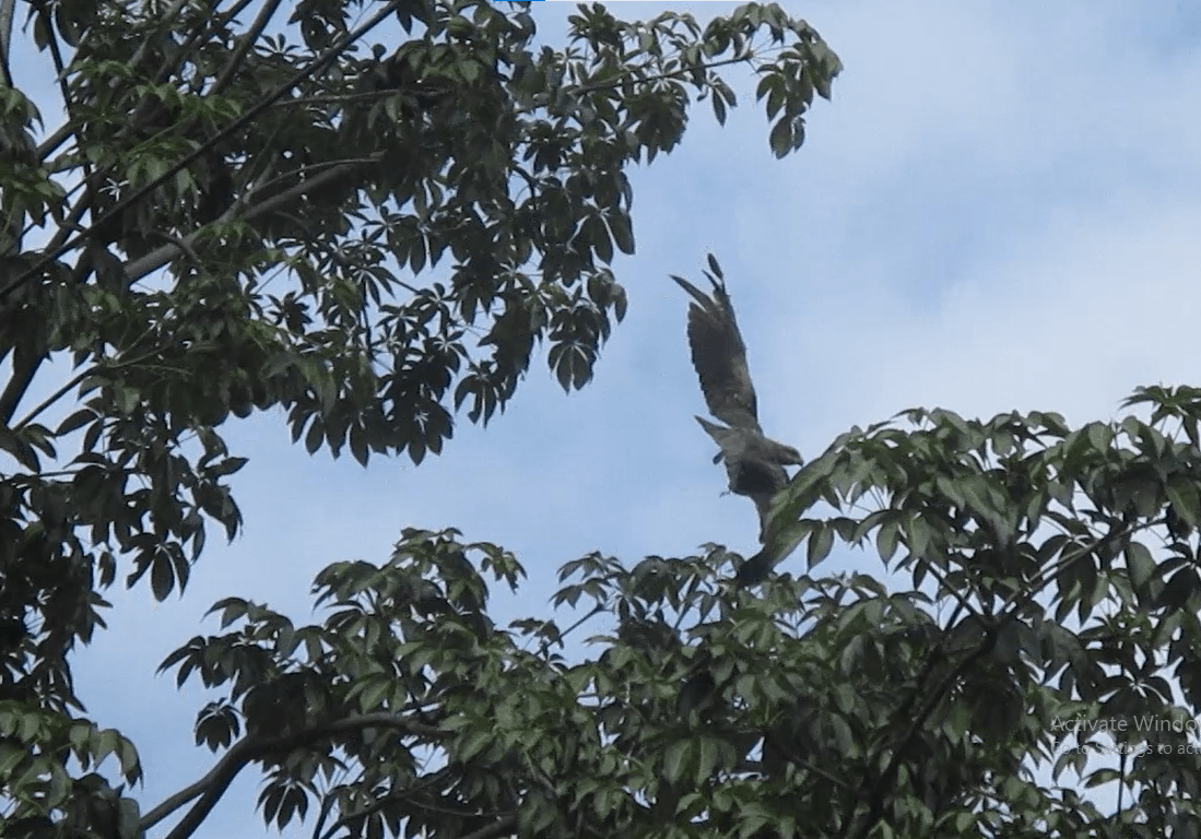 This beautiful bird was hanging from a branch after becoming ensnared in manja.