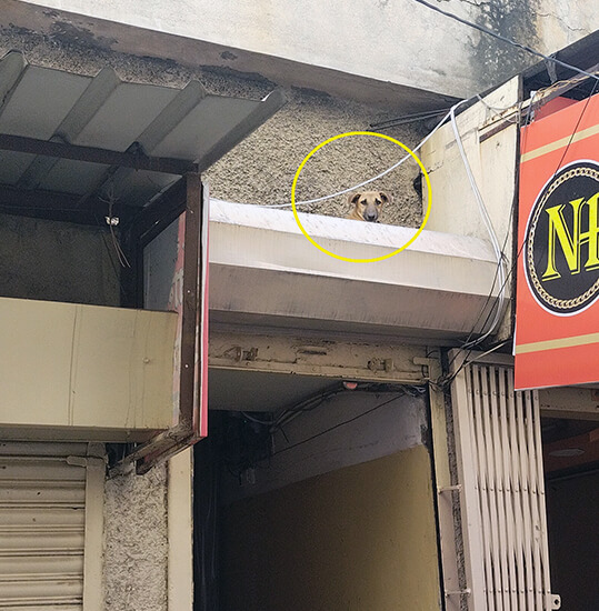 Animal Rahat’s rescue team helps this dog get down from a shop’s awning.