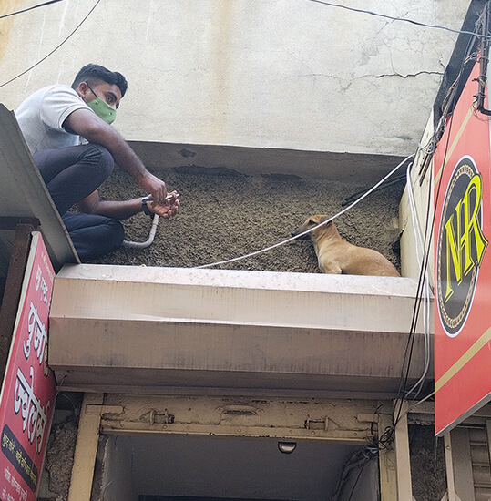 A rescuer positions himself in front of the dog to distract her while another team member sets up a ladder.