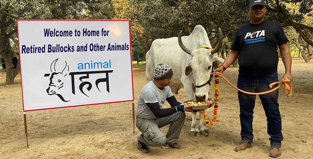 This image shows bullock Monu wearing an edible flower garland and eating a plate of fresh fruit next to the welcome sign at an Animal Rahat sanctuary.