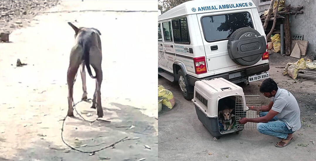 The image on the left shows a dog walking down a road with barbed wire embedded in her leg, and the image on the right shows the dog being released by Animal Rahat,