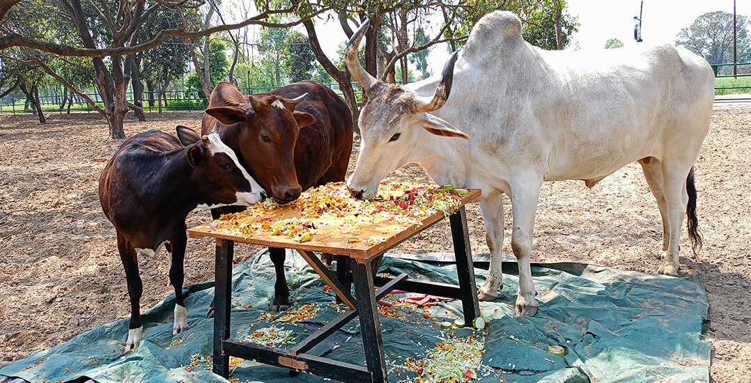 This image shows calf Poornima, cow Govinda, and bullock Captain at the Ranapur sanctuary eating fresh fruit and vegetables off a table.