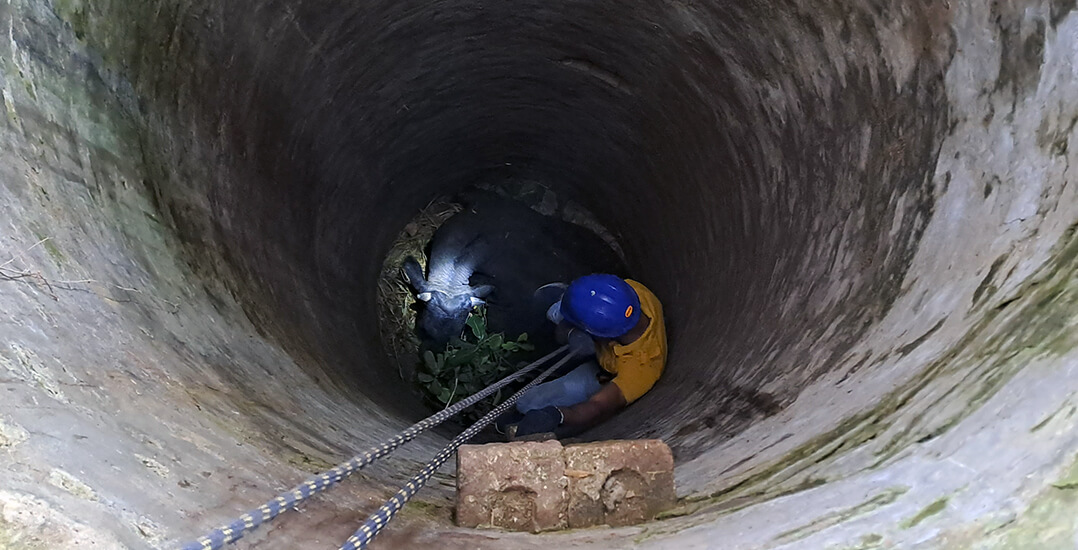 This image shows a bull lying down at the bottom of a dry well eating fresh grass provided by an Animal Rahat rescuer.