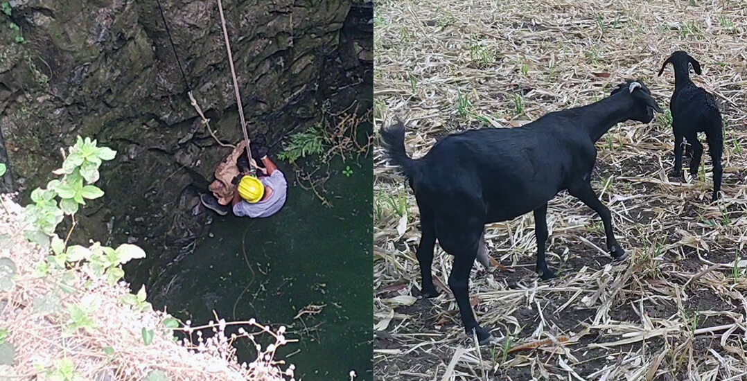 One image shows an Animal Rahat rescuer helping the kid goat out of the well, and another shows the mother goat with her kid above ground.