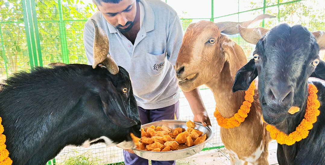 This image shows goats being welcomed to the Animal Rahat Sangli sanctuary.