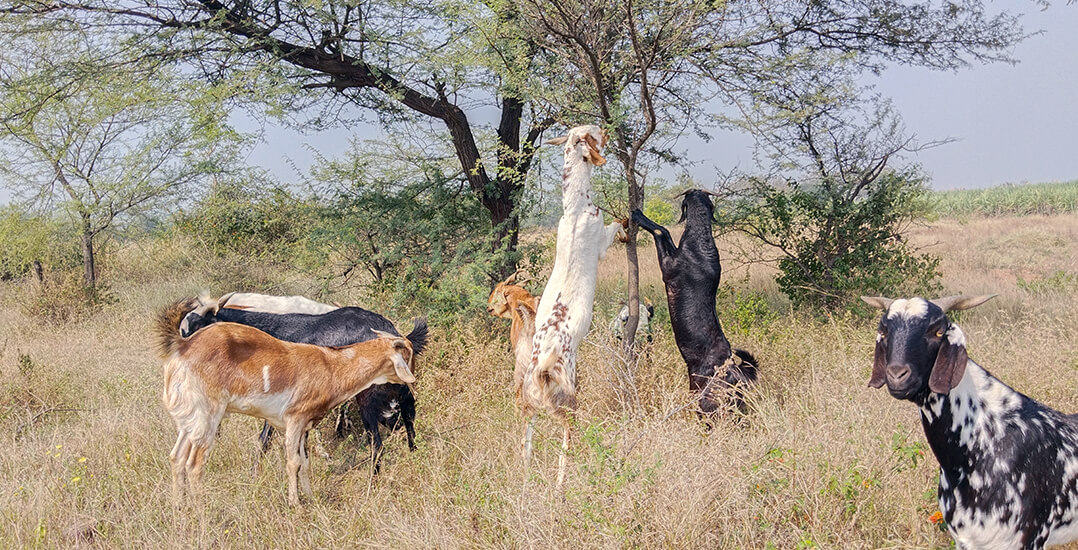 This image shows four goats grazing in the sanctuary field while another looks at the camera and two others on their hind legs nibble at branches on a tree.